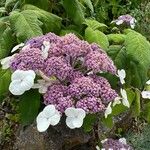 Hydrangea sargentianaBlatt