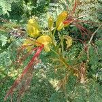 Caesalpinia gilliesii Virág