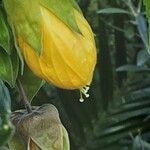 Abutilon spp. Blodyn