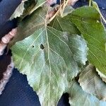 Populus × canadensis Leaf
