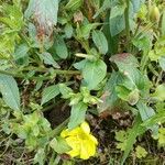 Oenothera parviflora Blüte
