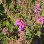 Desmodium intortum Blüte