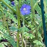 Polemonium caeruleumFlower