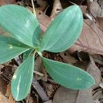 Polygonatum odoratum Liść