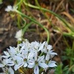 Allium massaessylum Flower