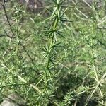 Asparagus umbellatus Leaf