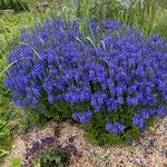 Veronica austriaca Flower