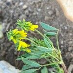 Trigonella esculenta Çiçek