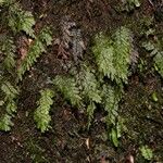 Hymenophyllum dimidiatum 樹皮