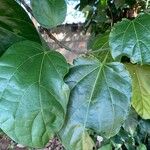 Pterygota brasiliensis 葉