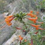 Anisacanthus thurberi Flower