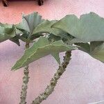 Kalanchoe beharensis Hoja