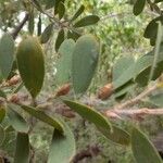 Leptospermum laevigatum Blad