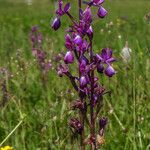 Anacamptis laxiflora 花