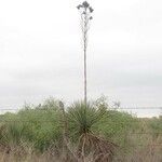 Yucca constricta 整株植物