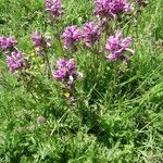 Pedicularis gyroflexa Elinympäristö