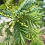 Acacia decurrens Feuille