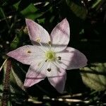 Lysimachia europaea Blomma