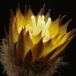 Reicheocactus famatimensis Λουλούδι