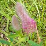 Trifolium purpureum Floro