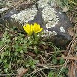 Gagea bohemica Fula