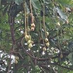 Barringtonia acutangula Fruit