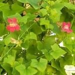 Maurandella antirrhiniflora Blomst