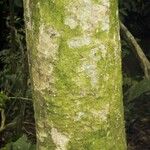 Quararibea bracteolosa Corteza