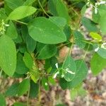 Euphorbia hypericifolia Leaf