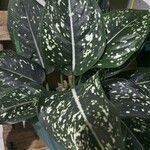 Aglaonema costatum Blatt