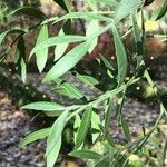 Schinus lentiscifolia Leaf