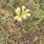 Petrosedum sediforme Kwiat