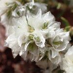 Paronychia capitata പുഷ്പം