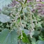 Urtica dioica Blomst