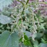 Urtica dioica Квітка