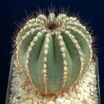 Uebelmannia pectinifera Hoja