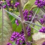 Callicarpa bodinieri 樹皮