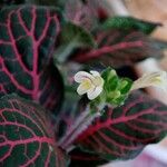 Fittonia albivenis Blüte