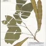 Millettia thonningii Sonstige