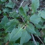Rumex roseus Hoja