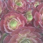 Aeonium arboreumফুল