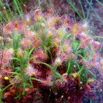 Drosera scorpioides Habit