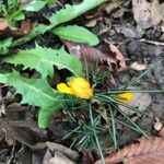 Crocus flavus Flower