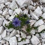 Phyteuma sieberi Flor
