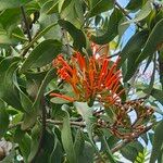 Psittacanthus calyculatus Flower