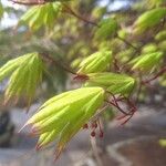 Acer japonicum Foglia