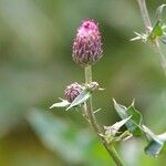 Serratula tinctoria Fuelha