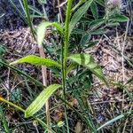 Trifolium arvense ᱥᱟᱠᱟᱢ
