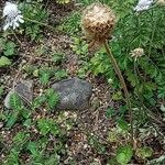 Scabiosa japonica Frukt