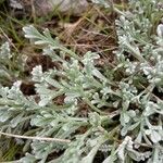 Artemisia caerulescens Hostoa